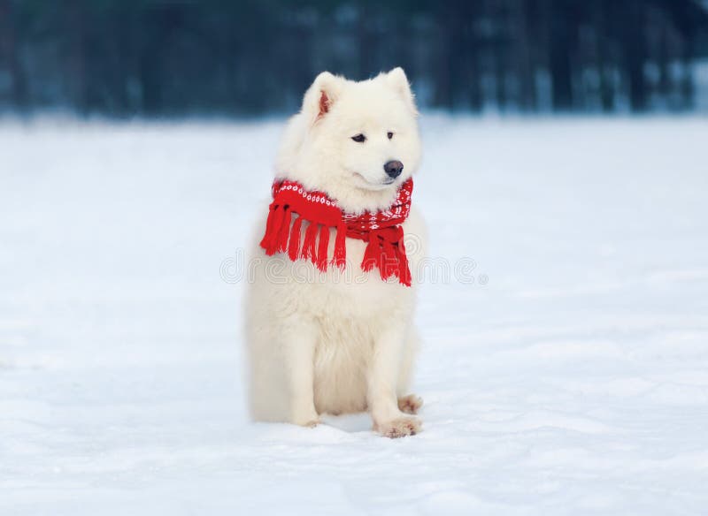 Mooie witte Samoyed-hond die een rode sjaalzitting op sneeuw in de winter dragen stock afbeeldingen Mooie witte Samoyed-hond die een rode sjaalzitting op sneeuw in de winter dragen stock afbeeldingen