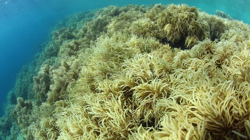 Mooie Zachte Koralen in het Nationale Park van Wakatobi, Indonesië