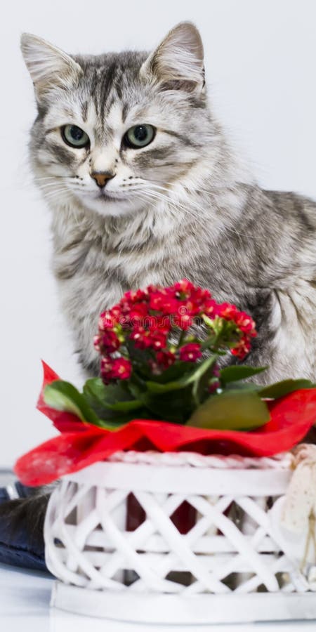 Mooie zilveren kat in het huis, vrouwelijk Siberisch ras royalty-vrije stock afbeelding Mooie zilveren kat in het huis, vrouwelijk Siberisch ras royalty-vrije stock afbeelding