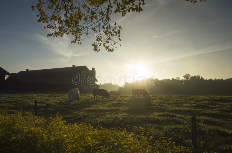 Mooie zonsopgang bij de herfstochtend in Zweden Scandinavië royalty-vrije stock afbeelding Mooie zonsopgang bij de herfstochtend in Zweden Scandinavië royalty-vrije stock afbeelding