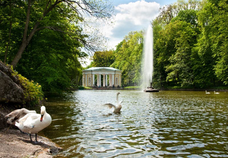 Mooie zwanen op het meer in Sofiyivsky-Park in Uman, de Oekraïne stock afbeeldingen Mooie zwanen op het meer in Sofiyivsky-Park in Uman, de Oekraïne stock afbeeldingen