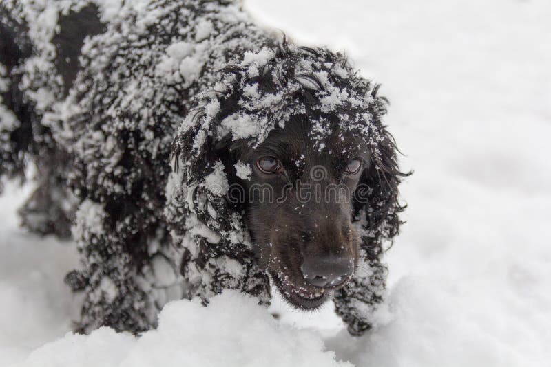 Mooie zwarte jonge cocker-spaniël, hond het spelen in de sneeuw royalty-vrije stock foto's Mooie zwarte jonge cocker-spaniël, hond het spelen in de sneeuw royalty-vrije stock foto's