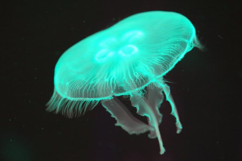 Moon jelly stock image. Image of saucer, nature, jellyfish 106508289