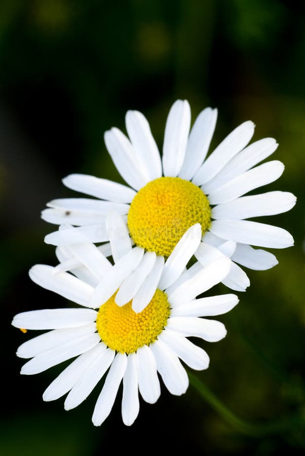 MoonDaisy stock image. Image of plant, detail, close 7307549