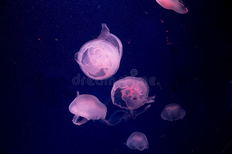 Moon Jelly Fish in Aquarium Stock Photo - Image of predatory, tentacle ...