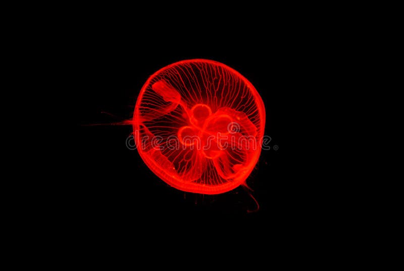 Download 2 001 Moon Jelly Photos Free Royalty Free Stock Photos From Dreamstime PSD Mockup Templates