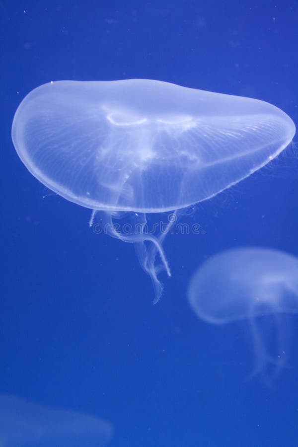 Moon Jellyfish