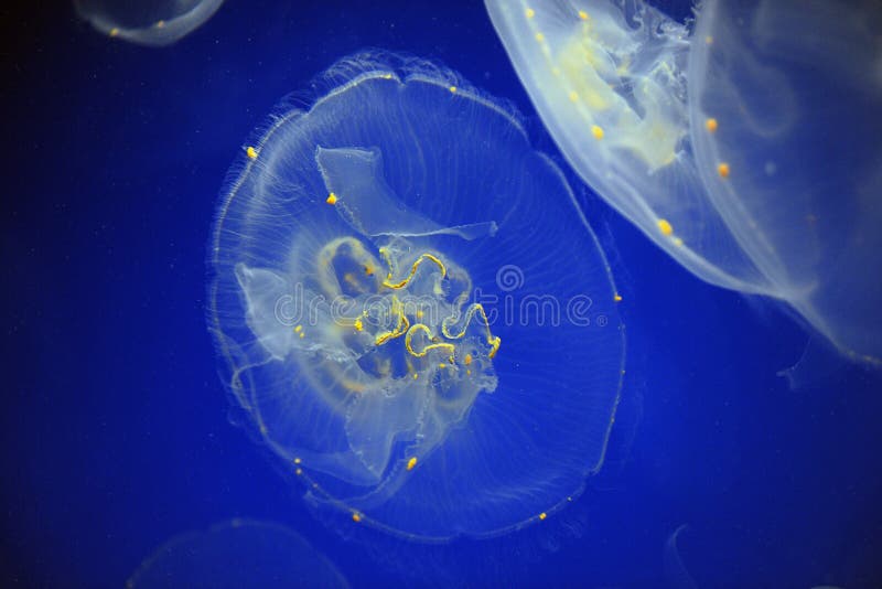 School of Box Jellyfish stock photo. Image of chiropsalmus 27448822