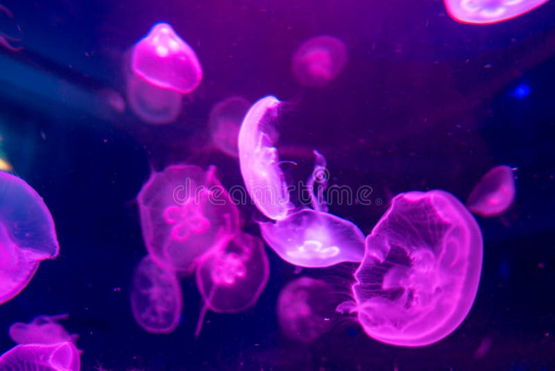 Moon Jellyfish Aurelia Aurita in Red Light Stock Image Image of depth