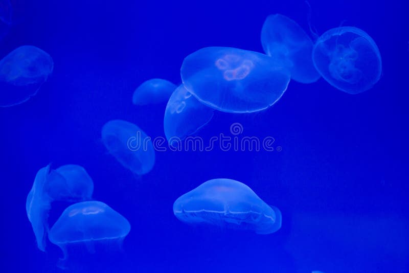 Moon jellyfish (Aurelia aurita). stock photo Moon jellyfish (Aurelia aurita). stock photo