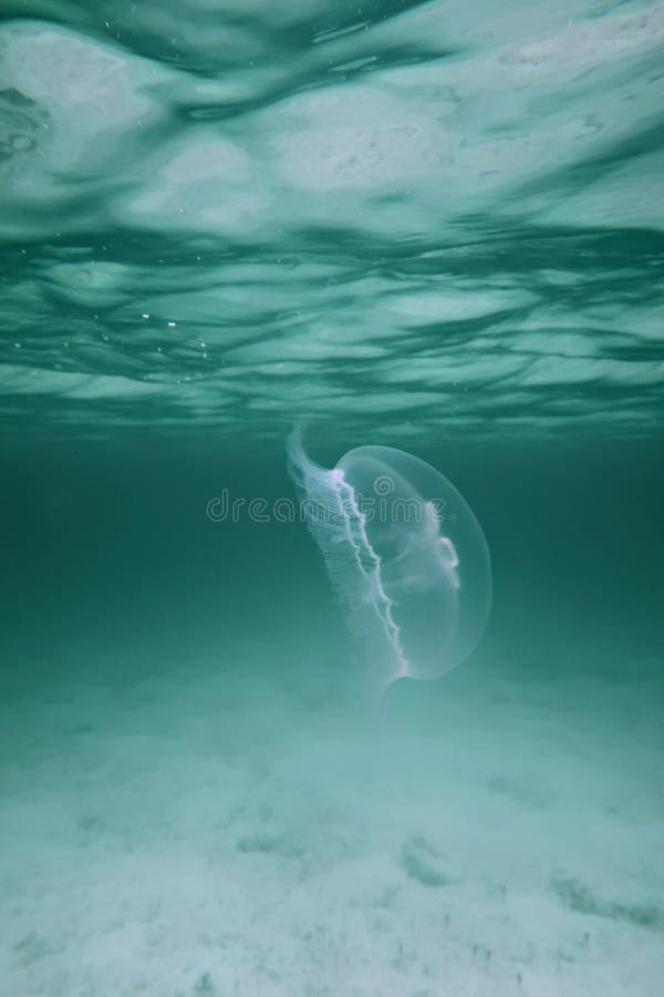 Moon Jellyfish in Clear Water Stock Photo Image of clear, fish 190435118