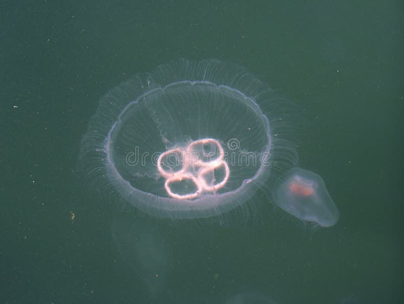 Moon jellyfish stock photo. Image of common, horseshoe 40644484