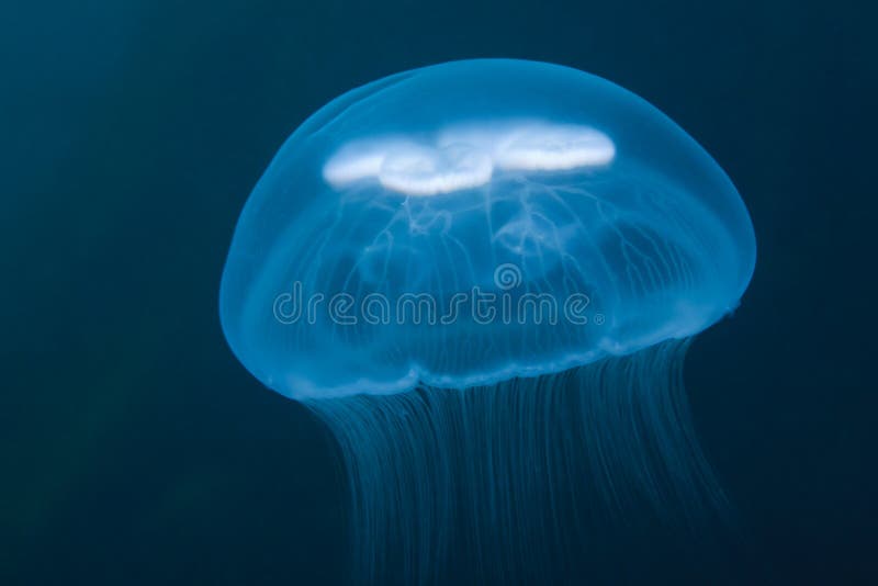 Moon jellyfish under water in sea of japan