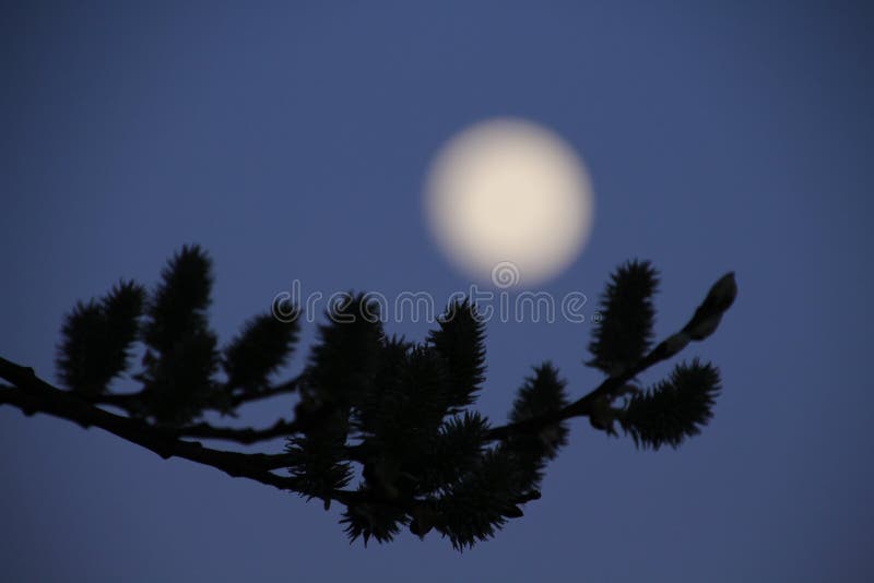 The moon obscured the branches stock image