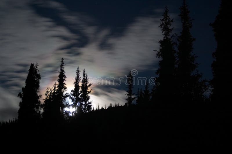 The moon over the forest, Kyrgzstan