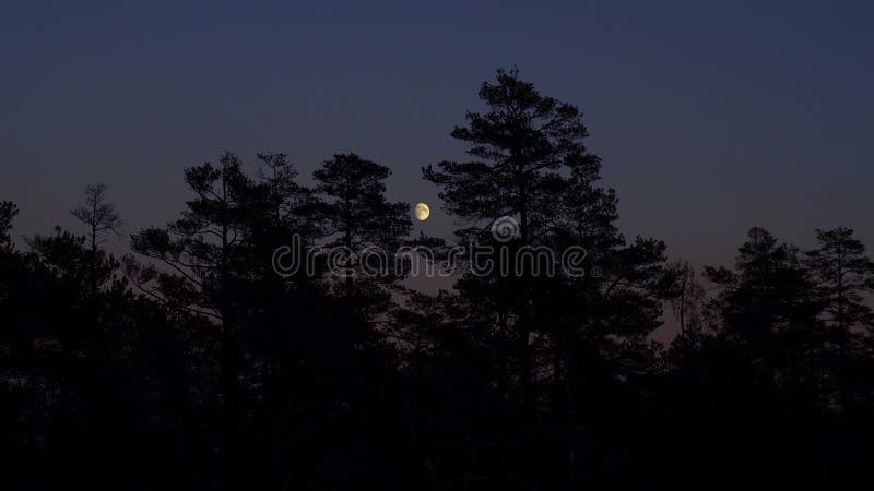 Moon on night sky and forest