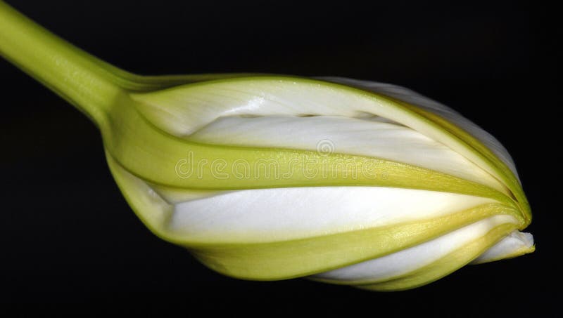 The tropical moonflower (Ipomoea alba) is native to the tropical and subtropical Americas. It blooms only at night, is usually white to attract pollinating moths, and is a type of morning glory. Vines can grow to 30 m with 14 cm flowers. This bloom is starting to unfurl. The tropical moonflower (Ipomoea alba) is native to the tropical and subtropical Americas. It blooms only at night, is usually white to attract pollinating moths, and is a type of morning glory. Vines can grow to 30 m with 14 cm flowers. This bloom is starting to unfurl.