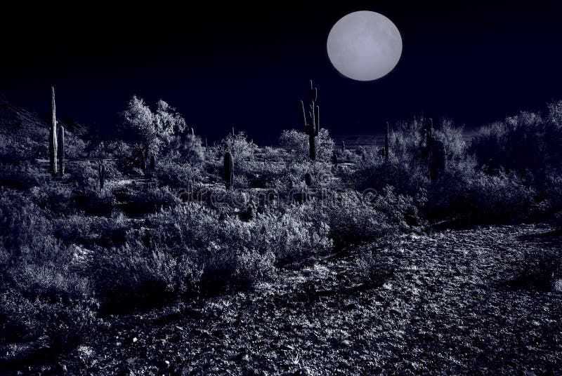 Moonlight Desert