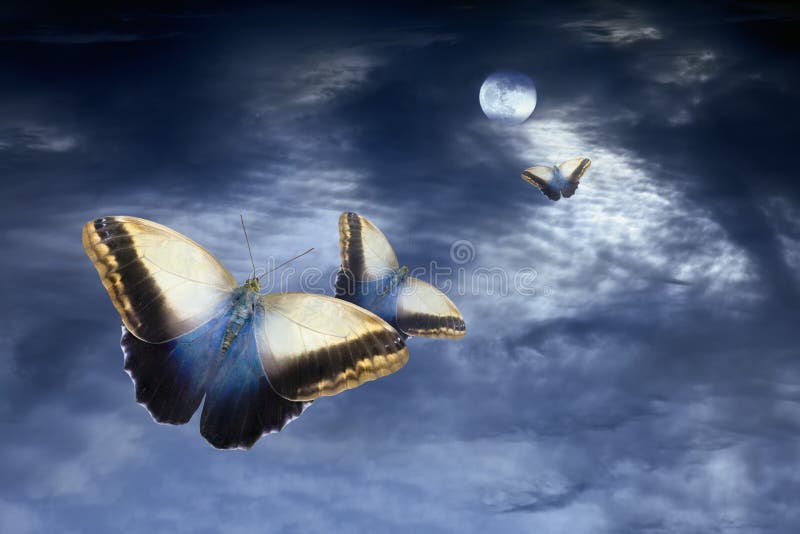 Moonlight Flight stock image Moonlight Flight stock image