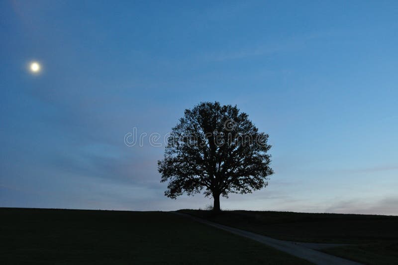 Moonlight landscape with single tree