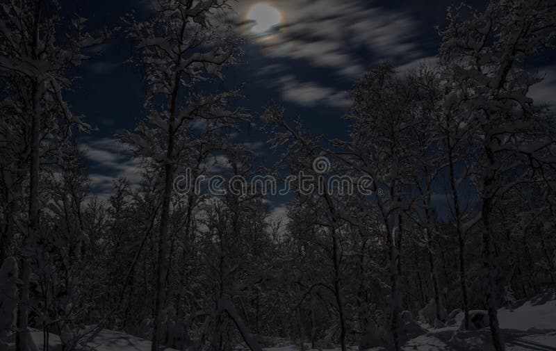 Moonlit trees in the north of Norway. Moonlit trees in the north of Norway