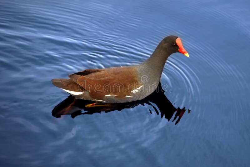 Moorhen