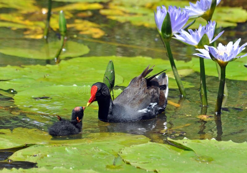 Moorhen in Africa