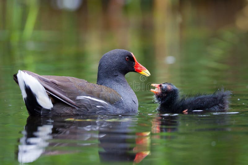 Moorhen stock image. Image of pond, lake, environment 31570711