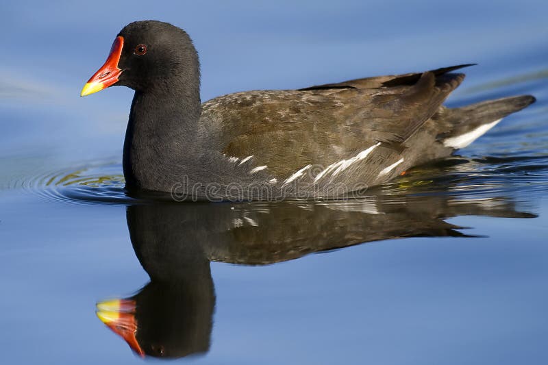 Moorhen and reflex