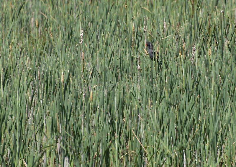 Moorhen in the Rushes stock image Moorhen in the Rushes stock image
