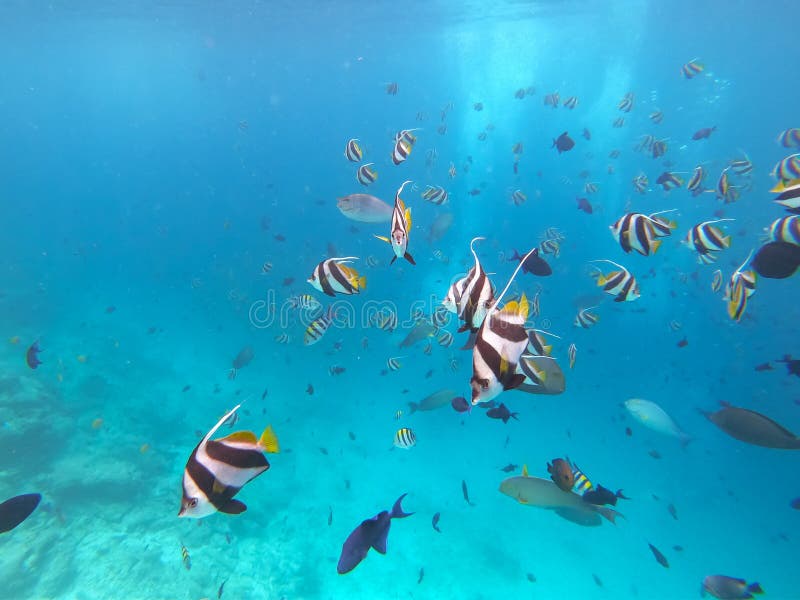 Moorish Idol Fish Swimming in Teal Blue Water of the Maldives Stock ...