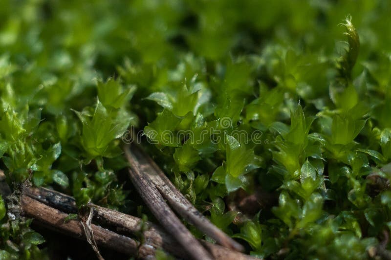 Moos stockfotos