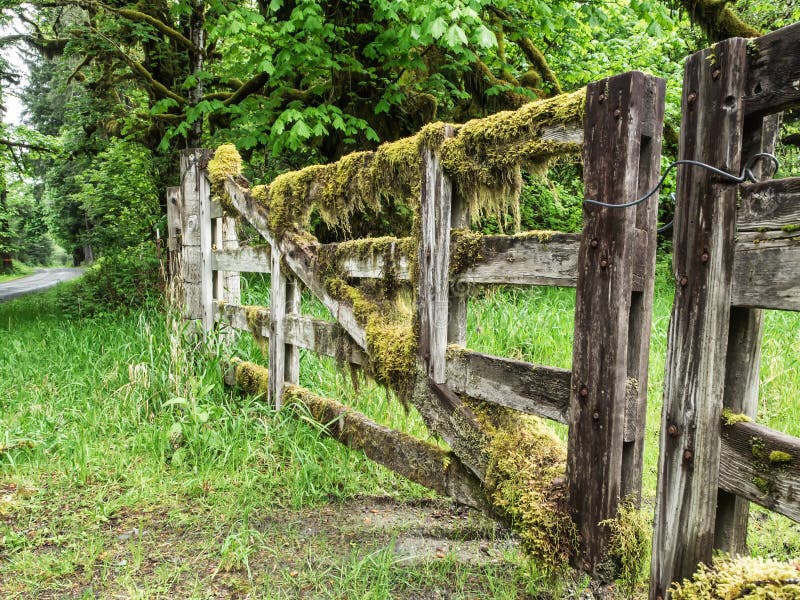 Moos bedeckte Bretterzaun lizenzfreies stockfoto Moos bedeckte Bretterzaun lizenzfreies stockfoto