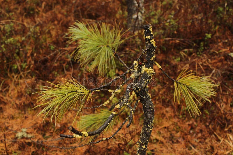 In the taiga there is a branch of cedar overgrown with moss in the Republic of Tuva. In the taiga there is a branch of cedar overgrown with moss in the Republic of Tuva.