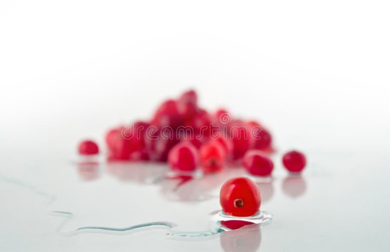 Moosbeere lizenzfreie stockfotos