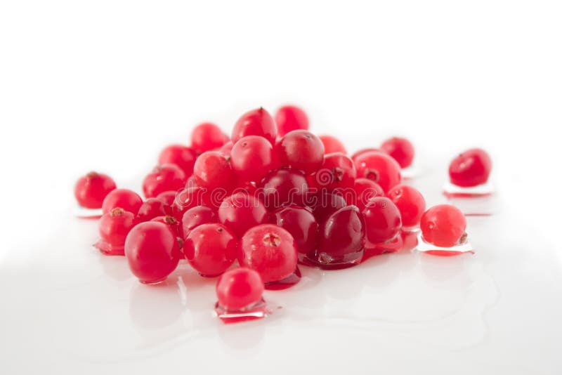 Moosbeere stockfoto