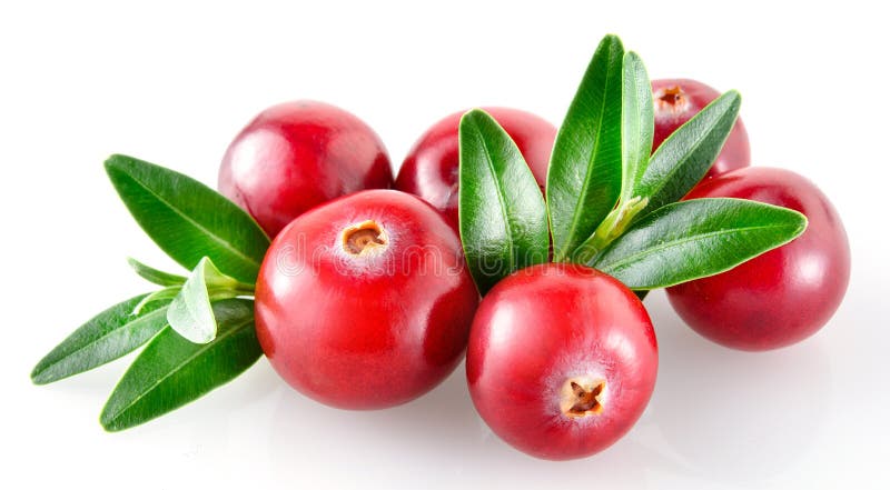 moosbeere Frische Beeren lokalisiert auf weißem Hintergrund stockfoto moosbeere Frische Beeren lokalisiert auf weißem Hintergrund stockfoto