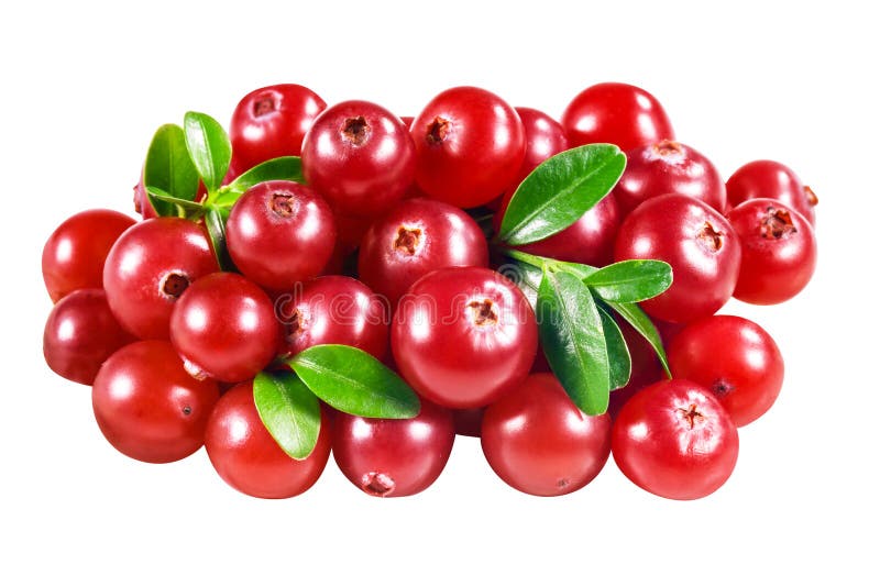 Moosbeere lokalisiert auf Weiß. Mit Beschneidungspfad lizenzfreies stockbild Moosbeere lokalisiert auf Weiß. Mit Beschneidungspfad lizenzfreies stockbild