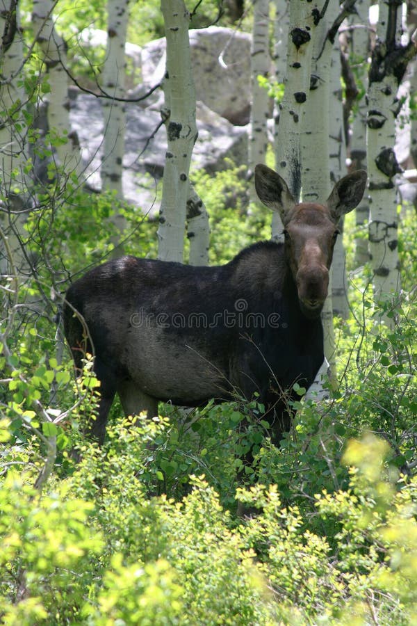 moose