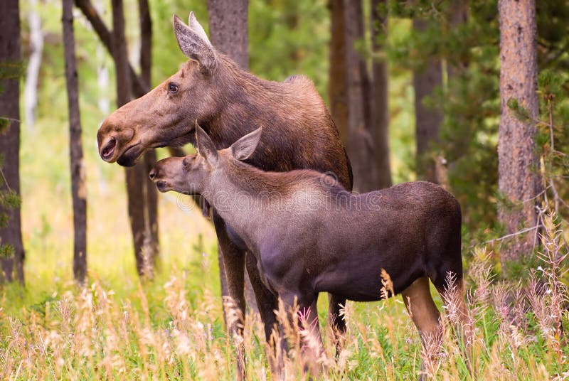 Moose stock image Moose stock image
