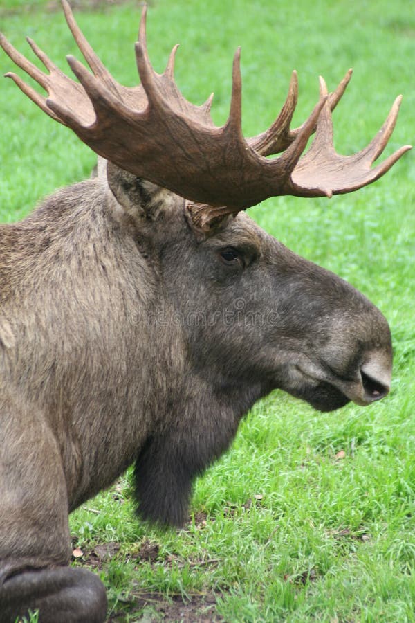 Moose