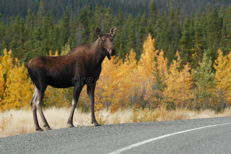 Moose Along the Alaska Highway Stock Image Image of alaska, automn