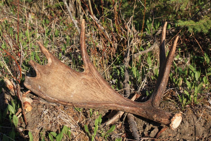 diy 4x4 deer blind myoutdoorplans free woodworking