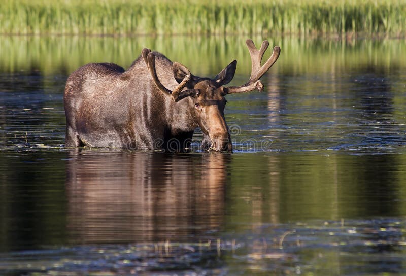 Moose at Bierstadt royalty free stock images Moose at Bierstadt royalty free stock images