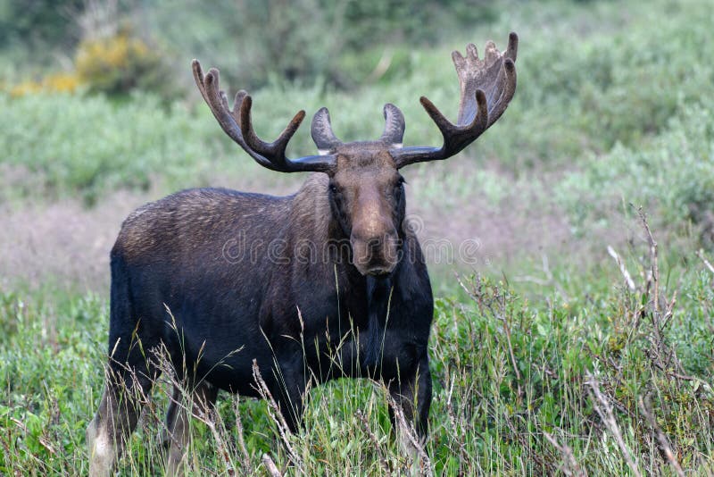 Moose in the Colorado Rocky Mountains Stock Photo - Image of hoofed,  animal: 227410894