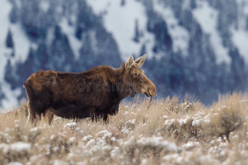 Moose cow on a hil of shrubs in a valley