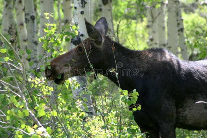 Moose eating