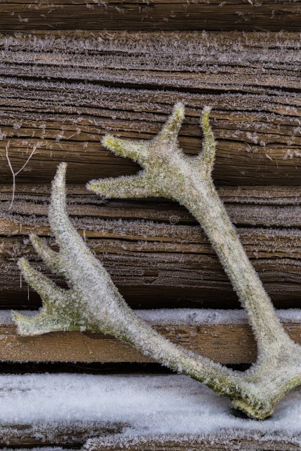Moose Horn Trail Path stock photo. Image of park, national 44438206