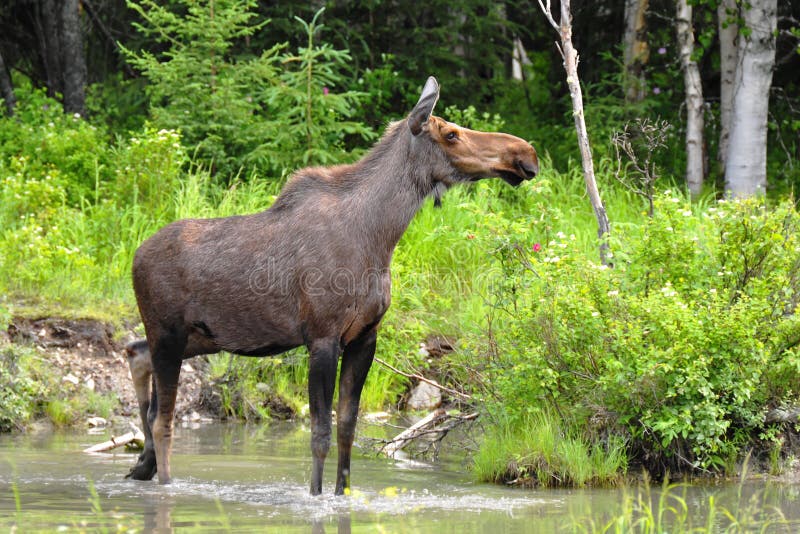 Moose in a lake royalty free stock images Moose in a lake royalty free stock images