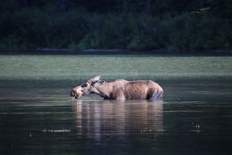Moose in Lake stock photos Moose in Lake stock photos